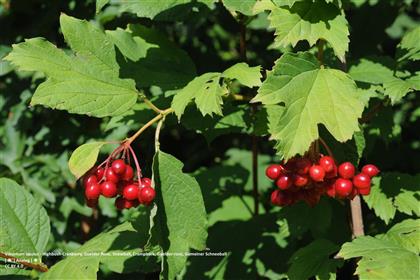 HighbushCranBerry_Analog_CC BY 4.0.jpg